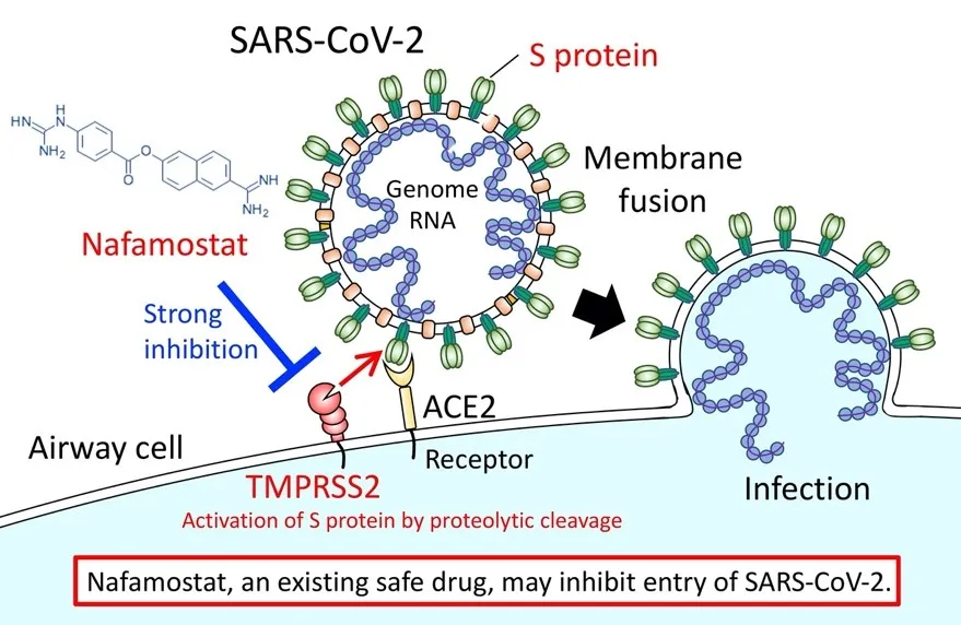 New Coronavirus HKU5-CoV-2 Found in Bats Threatens Humans